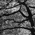 Nature - The oak