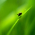 Nature - Fly